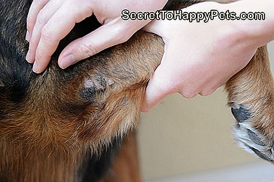 Ako predchádzať a liečiť opuchy psov: alebo