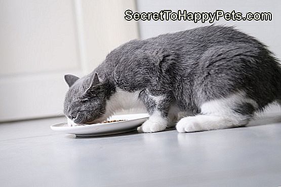 Британска мачка кратке длаке једе