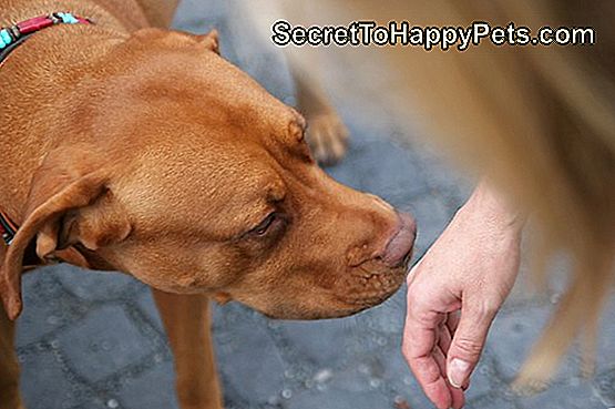 Wie Bekomme Ich Einen Erwachsenen Hund Stubenrein Wie Man Einen Erwachsenen Hund Sozialisiert 🐶 De.SecretToHappyPets.com
