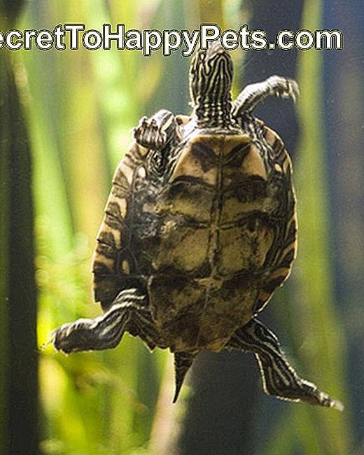 Comment prendre soin d'une tortue d'eau douce: tortues