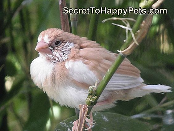 difference between male and female society finches
