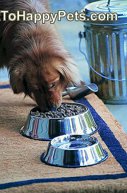 Jedlo pre psov z Chrome Bowl