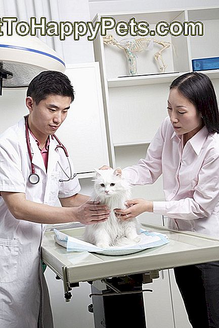Femeie cu câine de companie în cabinetul medicului veterinar