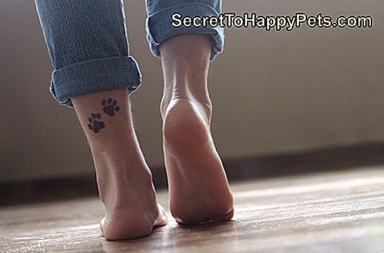 Comment Transformer L'Empreinte De La Patte De Mon Chien En Tatouage 🐶