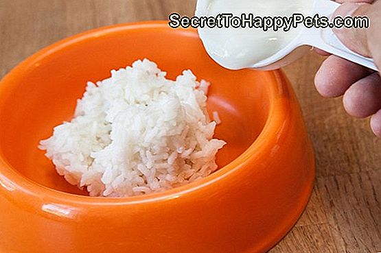 Köpeklerde İshali Durdurmak İçin Haşlanmış Pirinç Nasıl Kullanılır: pirinç