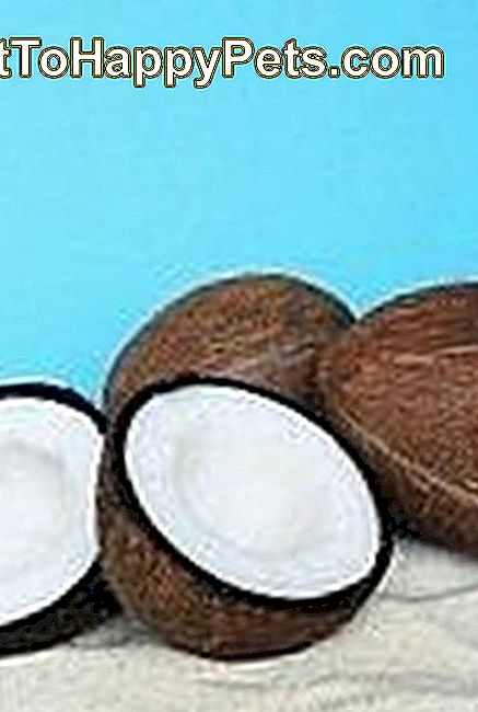 Hur Man Använder Kokosolja För Loppor, Sår Och Rockproblem På Ditt Husdjur