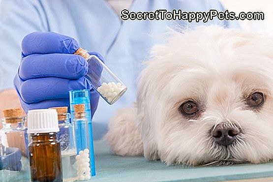 Homeopatia para um cão