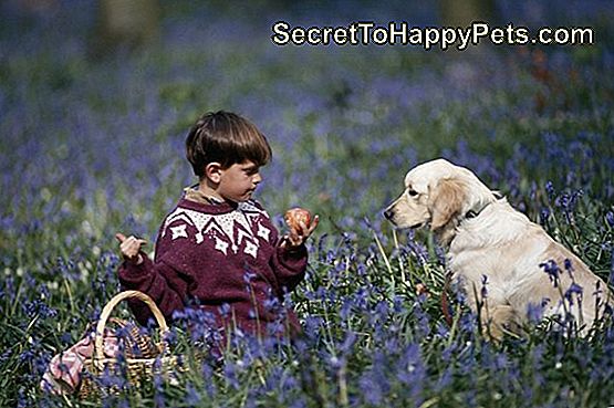 Chłopiec (4-7) z psem siedzi w polu kwiat, trzymając jabłko