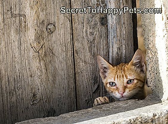 Porträt von Katze der getigerten Katze, mit grünen Augen, die Kamera nach dem Loch einer Tür von hölzern betrachtend.