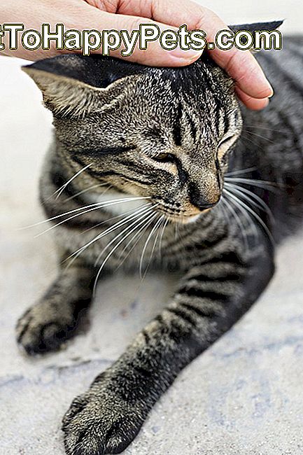Geerntete Hand, die Katze streichelt