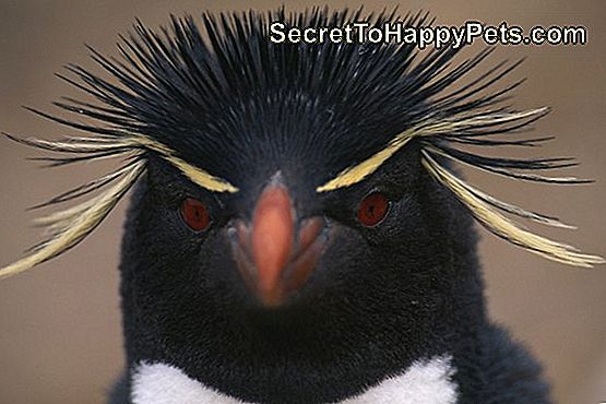 macaroni-penguin-facts-for-kids-fr-secrettohappypets