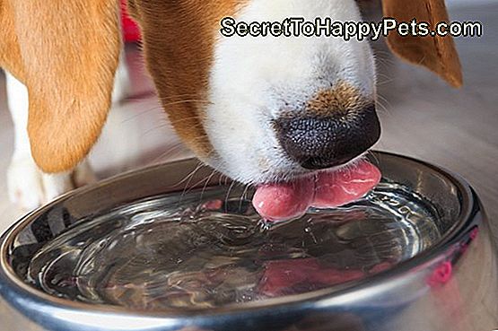 Bīglu suns dzer ūdeni