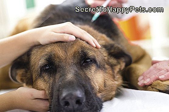 veterinárny lekár podáva vakcínu psovi nemeckému Shephovi