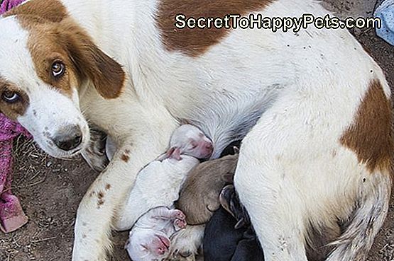 Het Verplaatsen Van Pasgeboren Pups Van Buiten Naar Binnen