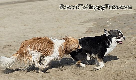 Köpekler Için Gebelik Sonlandırması 🐶
