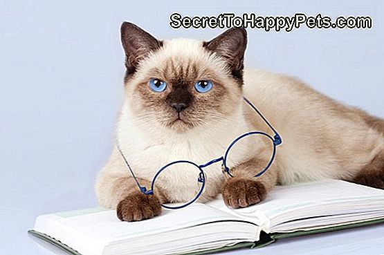 Problemi Agli Occhi Di Gatto Siamesi Itsecrettohappypetscom