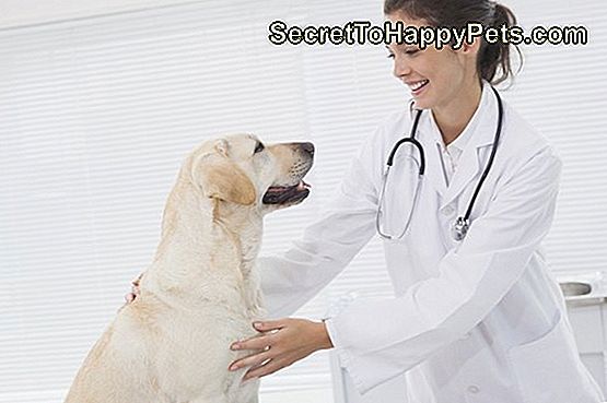 Насмејани ветеринар прегледава симпатичног пса