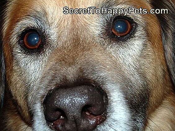 Тумори На Стомаха При Кучета 🐶 Bg.SecretToHappyPets.com