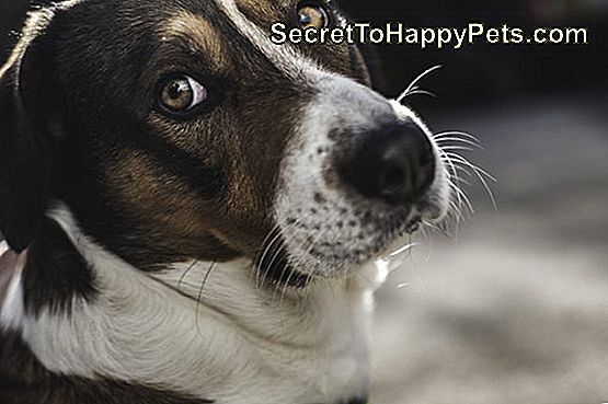 Strongyloider Hos Hundar: Tecken, Symtom Och Behandling Av Parasitiska Nematoder