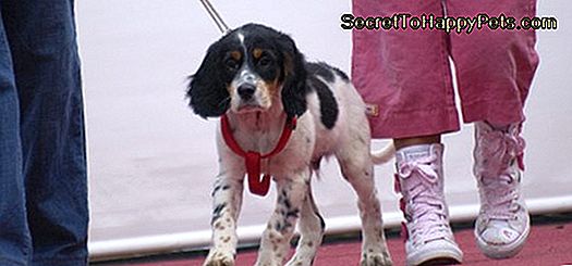 Symptom på Heinz kroppsanemi hos hundar: kroppsanemi