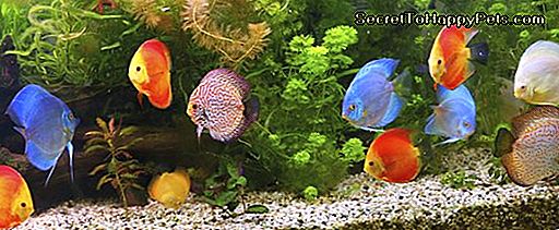 Discus (Symphysodon), cichlidés multicolores dans l'aquarium