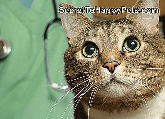 Top 10 Dôvodov Mačky Navštíviť Veterinára