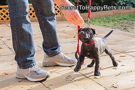 Housebreaking Puppies İçin En İyi 9 Kural: kural