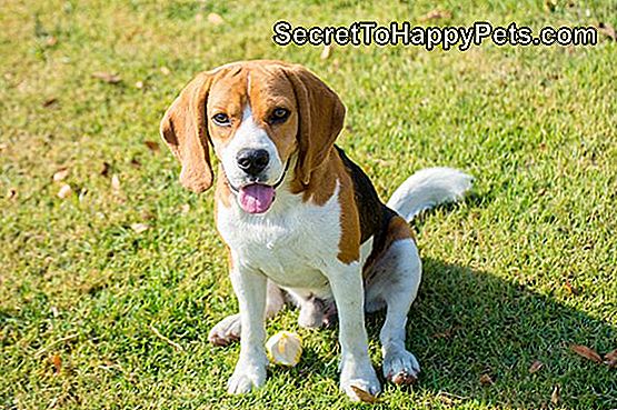Beagle'I Tüübid