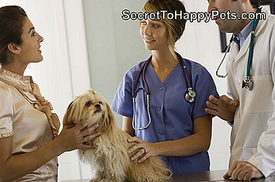 Κτηνίατροι με σκύλο