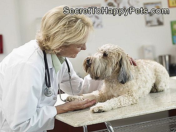 Tierärztliche Prednison-Nebenwirkungen Für Hunde