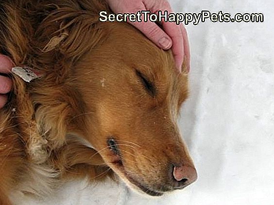 Vomito E Sanguinosa Diarrea Nei Cani Itsecrettohappypetscom