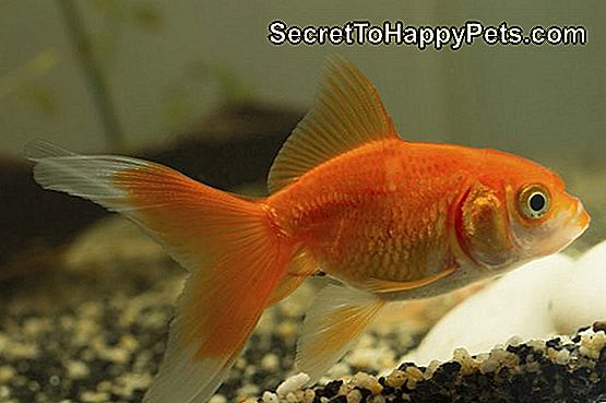 อะไรคือสาเหตุของการเกิดจุดสีน้ำตาลบนปลาทอง?