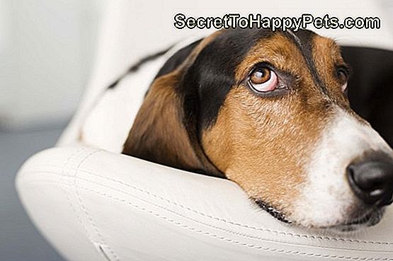 Was Sind Die Nebenwirkungen Von Vetmedin Bei Hunden? 🐶 De