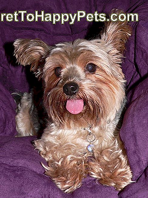 Co To Znaczy Gdy Yorkies Wystawiaj Sw j J zyk Pl SecretToHappyPets Co To Znaczy Gdy Yorkies Wystawiaj Sw j J zyk Pl SecretToHappyPets