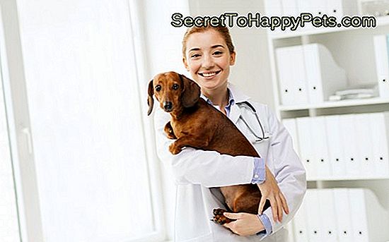 glad läkare med hund på veterinärkliniken