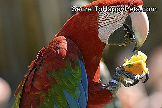 Πορτραίτο Scarlet macaw τρώνε φρούτα