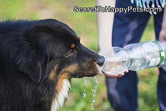 wat-een-hond-te-voeden-met-nierfalen-nl-secrettohappypets