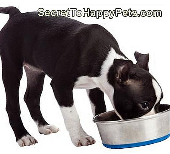 What To Feed Dog With Kidney Failure