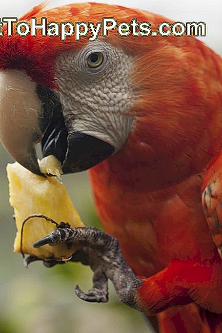 Welke Soorten Fruit En Groenten Kunnen Vogels Eten?