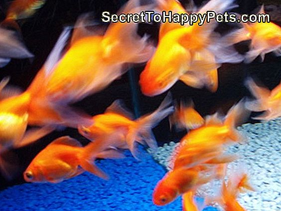 Katere vrste zlatih rib lahko gredo v isti akvarij?: lahko