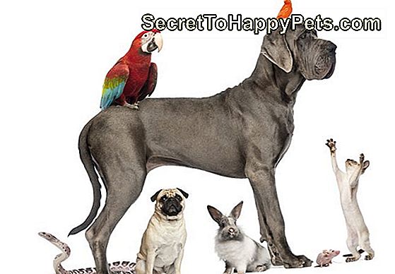 Grupa zwierząt domowych - pies, kot, ptak, gad, królik