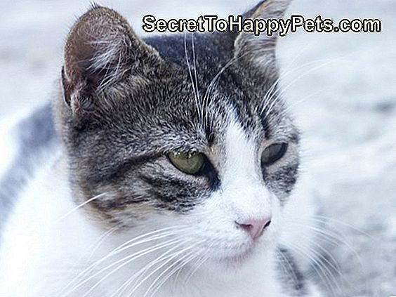 ทำไมแมวถึงมีหูกระเป๋าเล็ก ๆ บนหู?
