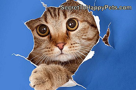 Kodėl Katėms Patinka Ašaroti Popierių?