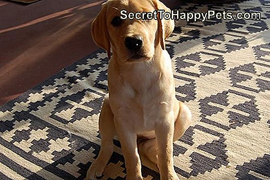 Perché I Cani Mangiano Cacca Itsecrettohappypetscom