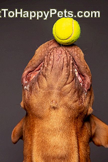 Dogue de bordeaux hund leka med en tenns boll. Grå bakgrund.