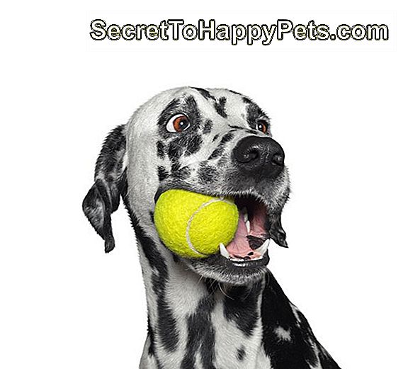 Gullig dalmatisk hund som håller en boll i munnen. Isolerat på vitt