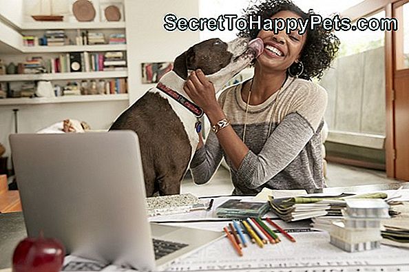 Suns, licking, atzīt, dēļ, sieviešu, interjers, designer, darbība, uz, home, office, desk