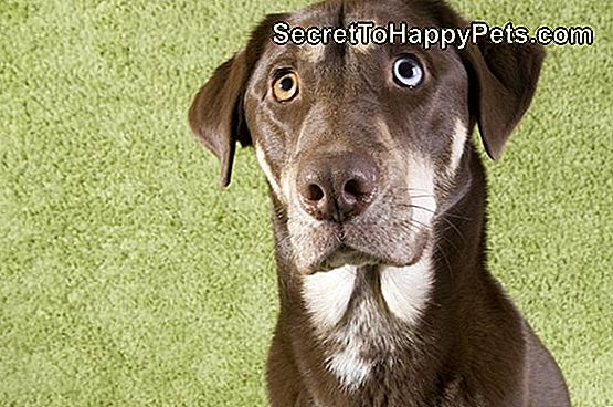 ¿Por Qué Mi Perro Chilla Al Azar? 🐶 Es.SecretToHappyPets.com