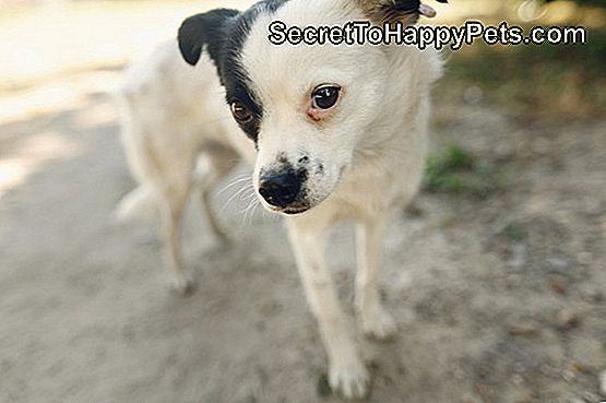 Perché Il Mio Cane Ha Paura Dei Camion Itsecrettohappypetscom