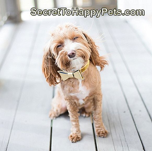 Защо Кучето Ми Трепери И Повръща? 🐶